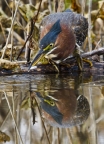 Green Heron & Fish by Cathy Cooper