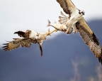 Osprey and Red-tailed Hawk battle over Clear Lake Hitch. Photo by Lyle Madeson
