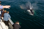 Whalewatching at Channel Islands NP. Photo by Tim Hauf: 1024x682.66666666667