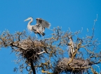 Heron rookery at Clear Lake State Park. Photo by Harvey Abernathey: 1024x752.45344129555