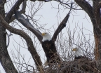 Bald Eagle Nest at Lower Klamath Basin NWR. Photo by Doug Froning