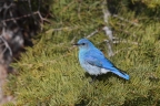 Mountain Bluebird at Eagle Lake. Photo by Tom Pritchard. 