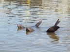 California Sea-Lions at Elkhorn Slough. Photo by Linda Muth