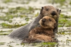 Sea Otters at Elkhorn Slough. Photo by Cindy Tucey