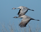 Sandhill Cranes at Merced National Wildlife Refuge. Photo by Gary Powell
