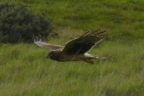 Northern Harrier hunting at Coyote Hills Regional Park. Photo by Janet Norris