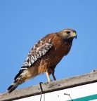 Red-shouldered Hawk at K-Dock. PHoto by Terry Eckhart