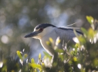 Black-crowned Night Heron at Palo Alto Baylands Preserve. Photo by Suzanne Young