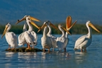 Pelicans at Elkhorn Slough. Photo by Jim Duckworth: 1024x679.82222222222