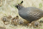 Quail and chicks at Golden Gate NRA. Photo by Jessican Weinberg