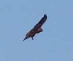Red tail hawk at Laguna, 9-29-08