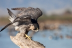 Peregrine Falcon at Sacramento NWR. Photo by Phil Robertson