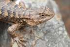 Western Fence Lizard at Golden Gate NRA. Photo by Jessica Weinberg: 1024x685.48760330579