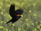 Red-winged Blackbird at Yolo Bypass Wildlife Area. Photo by Phil Robertson: 1024x768.22755555556
