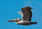 Brown Pelican at Abbots Lagoon, Point Reyes National Seashore. Photo by Harvey Abernathey