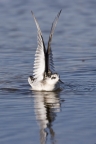 Red-necked Phalarope at Elkhorn Slough Reserve. Photo by Nicole LaRoche